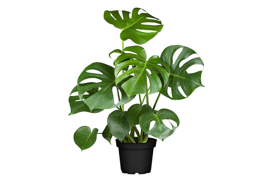 Monstera Deliciosa Pflanze