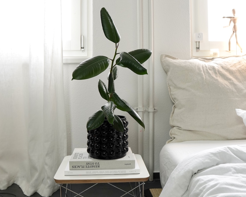 Pflegeleichte Zimmerpflanzen in einem stilvollen Wohnzimmer